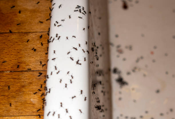 Best Affordable Pest Control Services  in Buna, TX