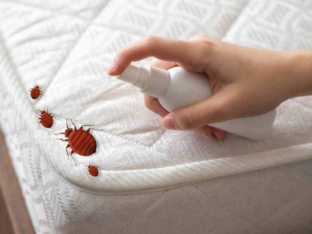 Best Bed Bug Extermination  in Buna, TX