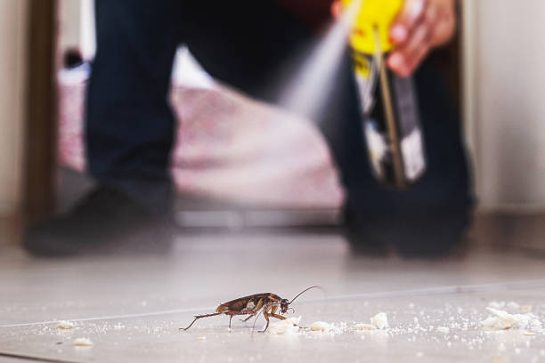Best Wasp Removal Services  in Buna, TX